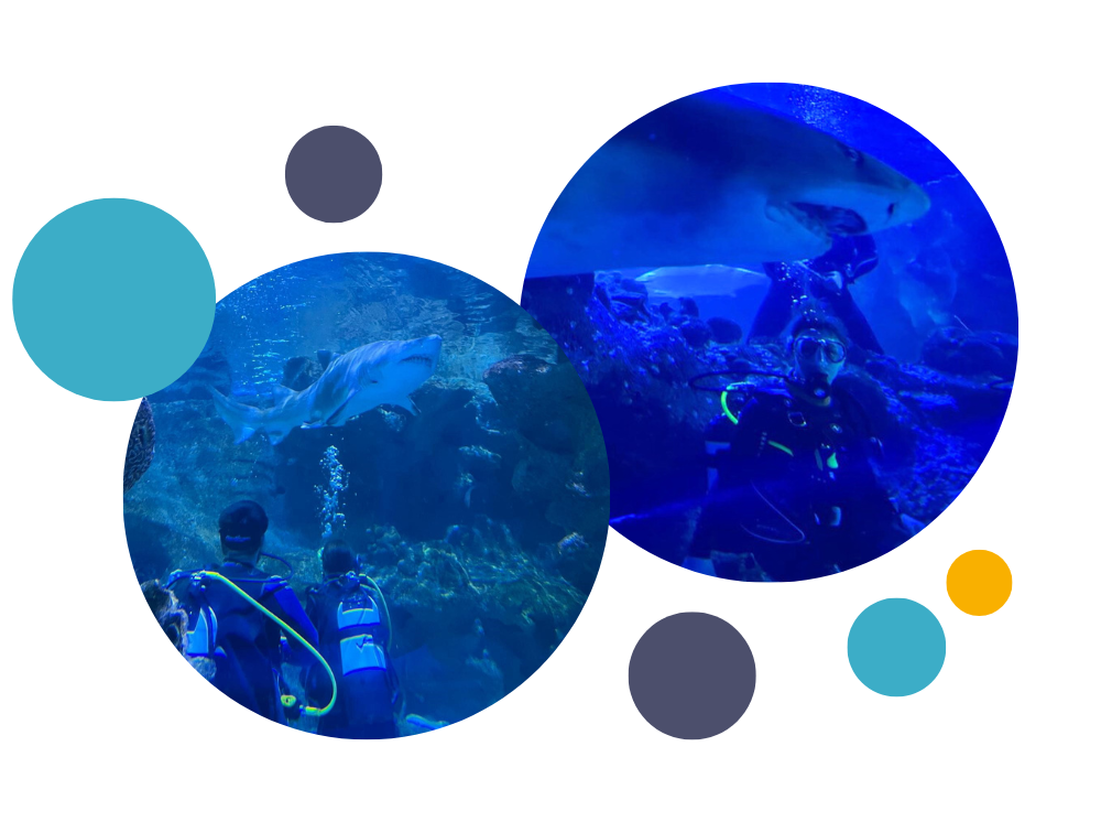 shark divers in the tank with sharks and other fish 